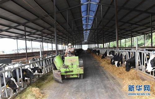 云南尋甸 奶牛養(yǎng)殖助農民脫貧增收