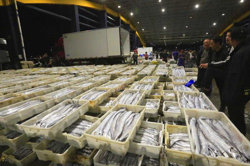 寒潮來襲，石浦水產城交易忙 冷鏈物流與“冰火”購銷的春節(jié)前奏